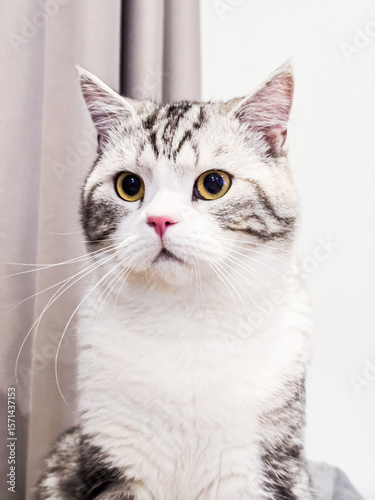 Cute cat, Baby cat in the house, Silver Tabby Scottish