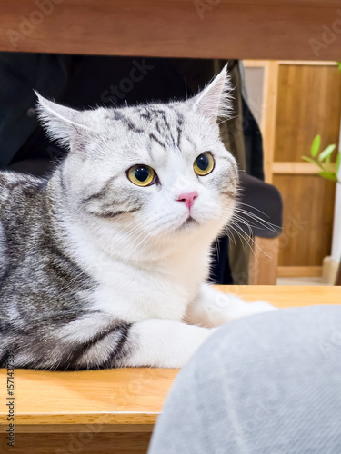 Cute cat, Baby cat in the house, Silver Tabby Scottish