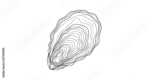 Oyster Shell Line Art Vector – Abstract Minimal Marine Design

