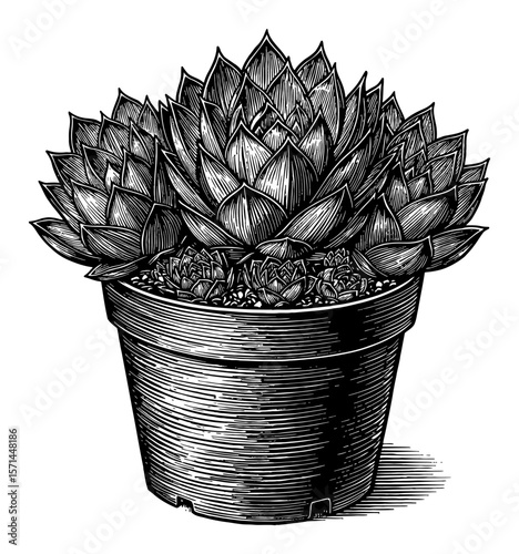 Detailed Black and White Outline Line Art Drawing of Sempervivum Tectorum Common Houseleek Plant in a Pot Isolated Object Vintage Style