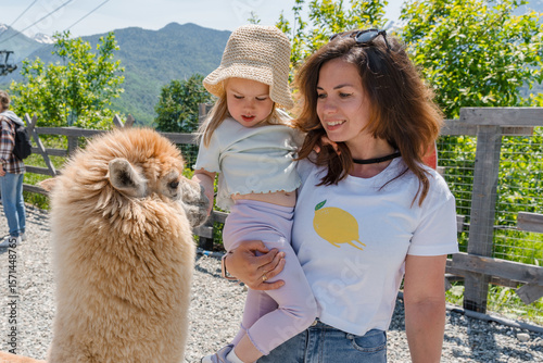 Farm with alpacas, family with cute little child feed them with carrots
