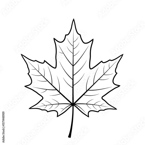 Maple leaf outline isolated on white background