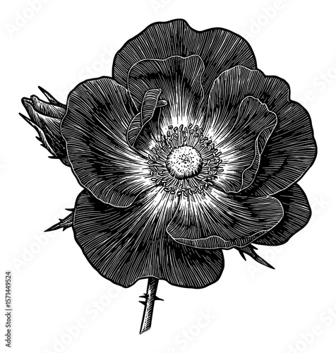 Beautiful Prairie Rose Flower with Buds and Thorns Engraved Black and White Outline Line Art Drawing
