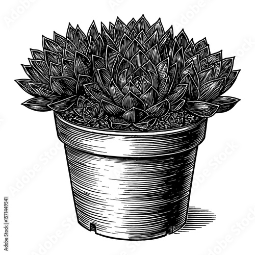 Sempervivum Tectorum Common Houseleek Plant in a Pot Black and White Outline Line Art Drawing