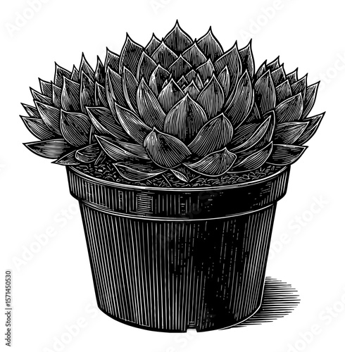 Detailed Sempervivum Tectorum Common Houseleek Plant in Pot Black and White Outline Line Art Drawing