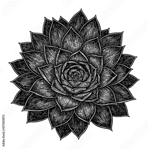 Sempervivum Tectorum Common Houseleek Top View Black and White Outline Line Art Drawing