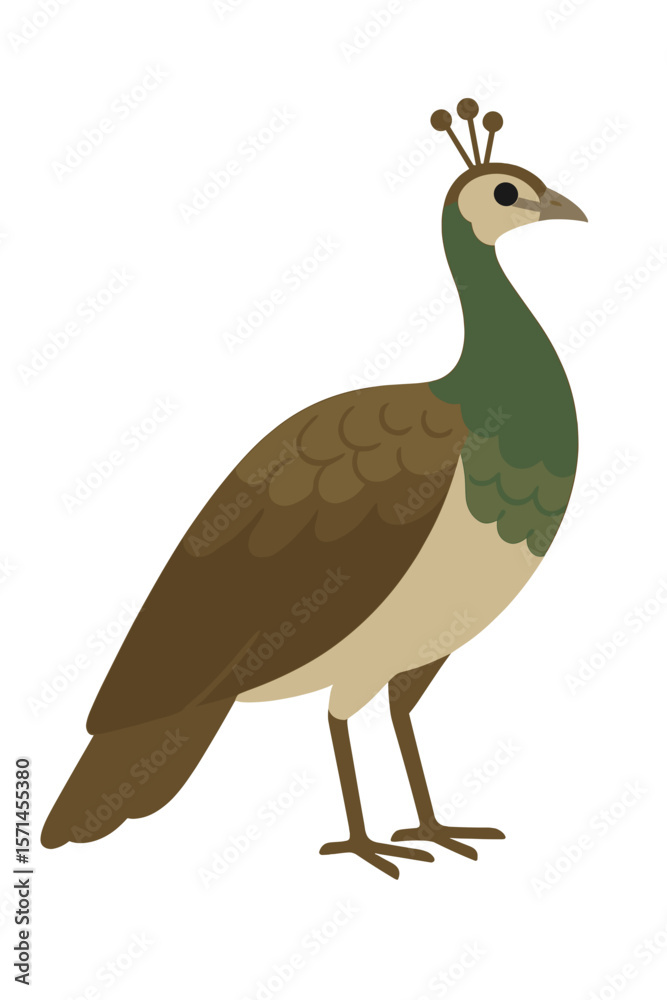 Fototapeta premium Vector Illustration of a Stylized Peahen Standing Upright