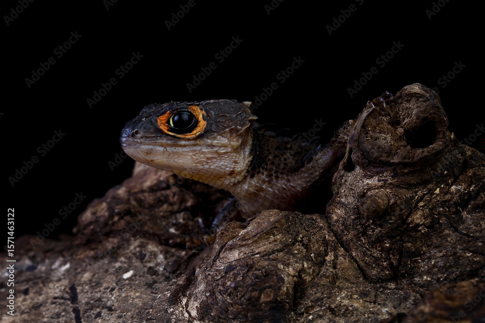 Obraz premium Close-up of Red-eye crocodile skink isolated on black background, Tribolonotus gracilis
