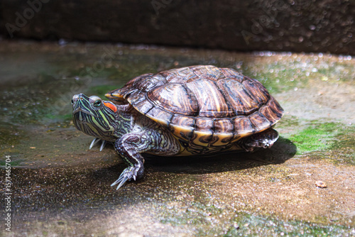 La tortuga de orejas rojas está tomando el sol