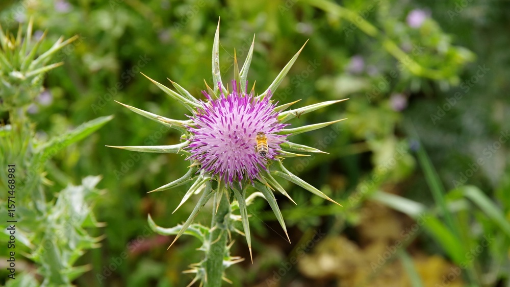 milk thistle bloom in winter in israel december milk thistle bloom in winter in israel december