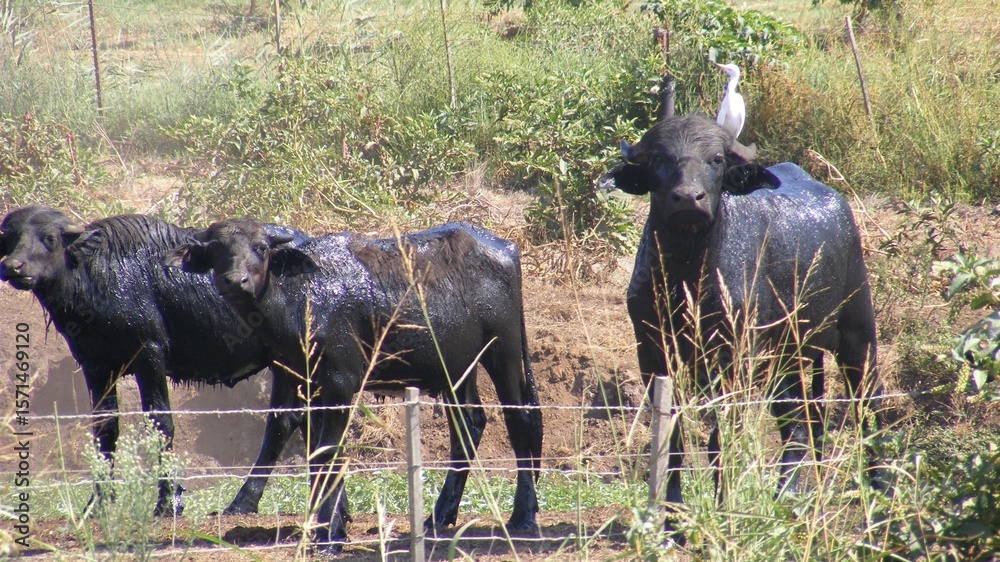 Fototapeta premium White Egret on the Back of an African Buffalo