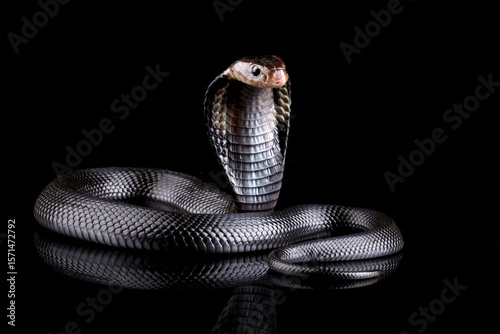 Javanese cobra snake isolated on black background, snake habitat in Java Indonesia, Naja sputatrix