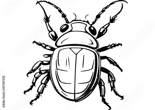 colorado potato bug