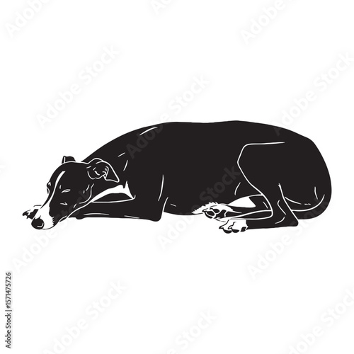 Authentic Whippet canine digital black visual, accurately portraying this beloved breed - Whippet silhouette - Whippet Vector - Silhouette of Whippet - dog vector

