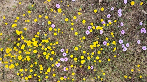 Photos Top down view of wildflowers pushing through sand