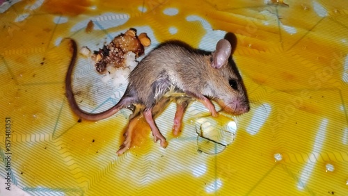 A house mouse is caught on a sticky glue trap, illustrating pest control measures for rodent infestations. It shows the reality of dealing with mice in homes.