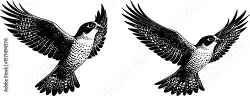 Two falcons soar with outstretched wings, isolated on white background