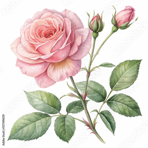 Realistic Watercolor of a Blooming Pink Rose - Vector Art