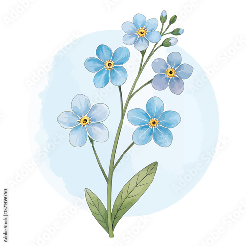 Forget Me Not Wildflower Watercolor Vector Art