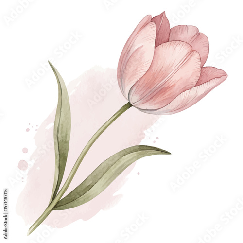 Delicate Pink Tulip on White Background – Floral Stock Vector Art