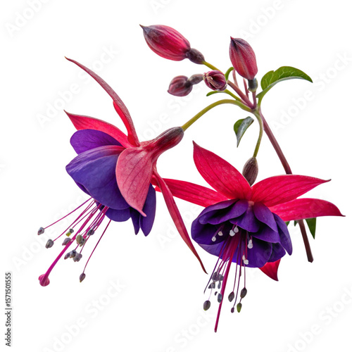 An otherworldly Brilliant Purple and red flowers