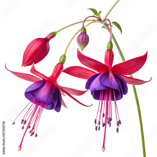 An otherworldly Brilliant Purple and red flowers