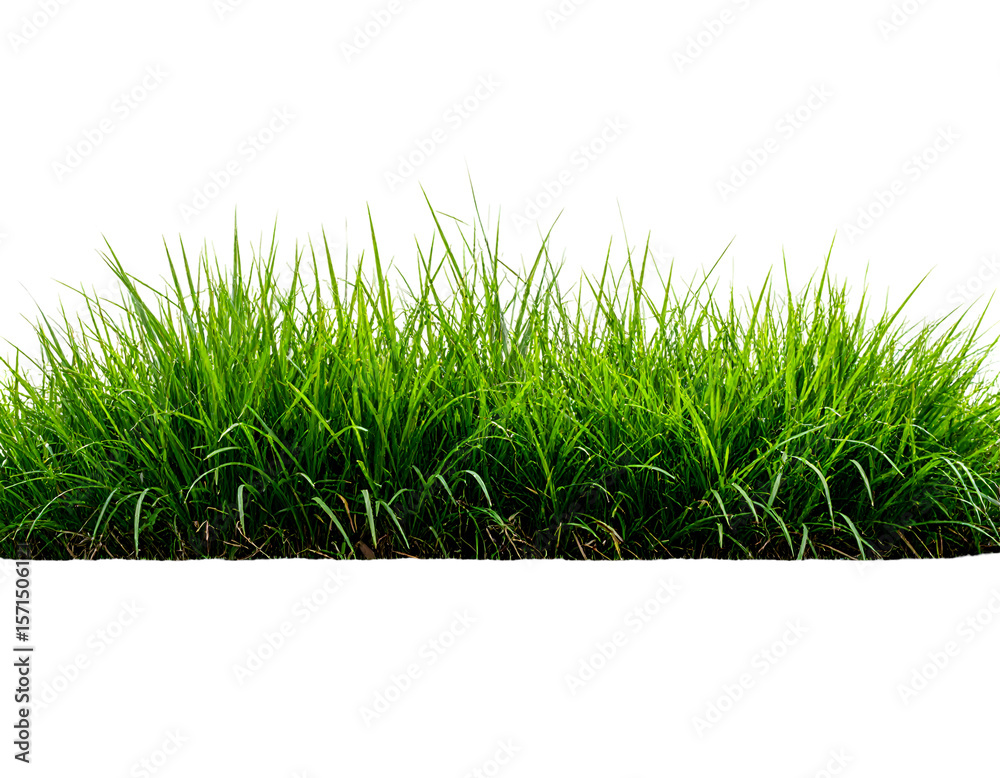 Obraz premium Lush green blades of fresh grass stand tall and vibrant, perfect for natural design elements.