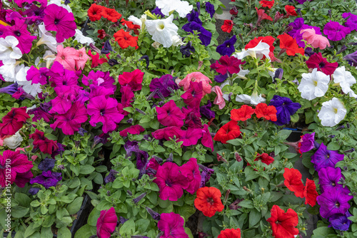Wallpaper Mural Colorful petunias blooming in a garden bed Torontodigital.ca