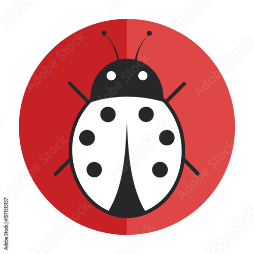 ladybug on a white background