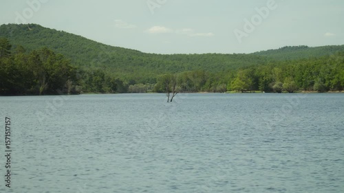 tree in the middle of a lake after a flood