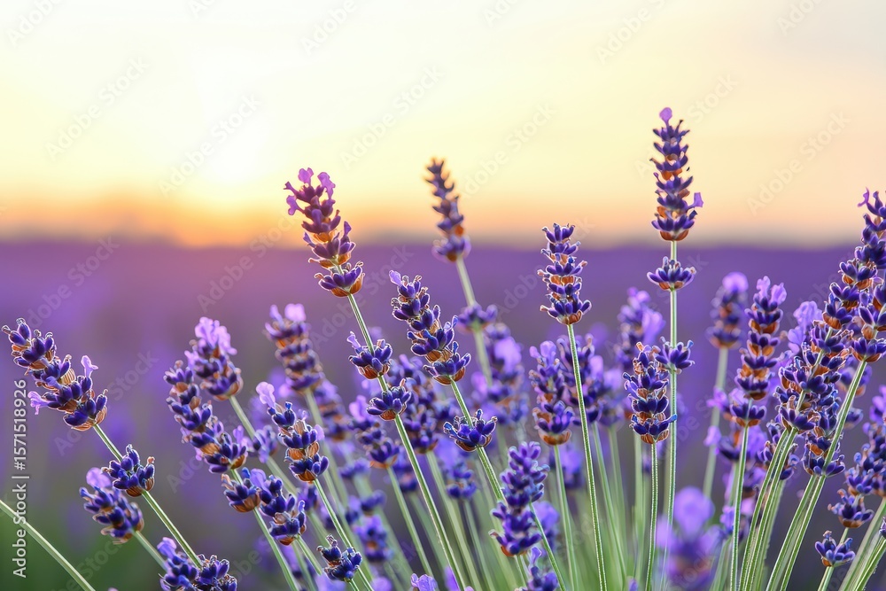 Fototapeta premium Purple lavender flowers in bloom at sunset, creating a serene and colorful natural scene.