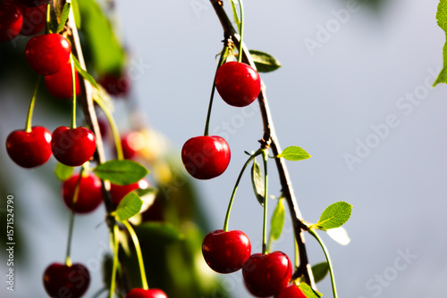 Sour cherry and cherries. Fruit and vegetables. Plant and plants.