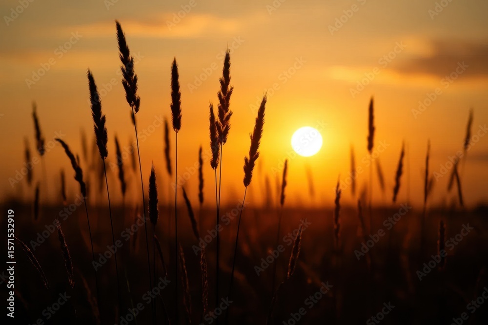 Fototapeta premium A Field of Wheat Under the Golden Glow of the Setting Sun