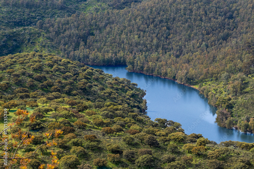 Obraz premium Breathtaking river flowing through lush green forest landscape
