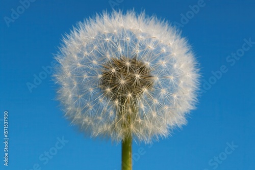 Amidst the vast expanse of the azure sky, a single dandelion stands as a testament to nature's beauty, its white petals reaching out like a delicate flower in full bloom