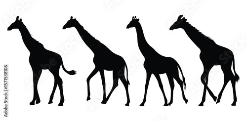 set of giraffe vector silhouettes isolated on white background