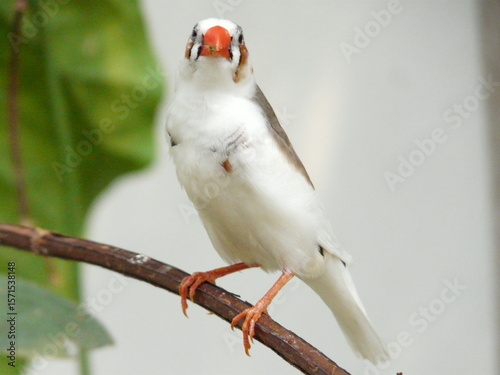 white bird on a branch