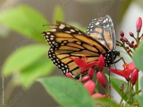 monarch butterfly on a flower