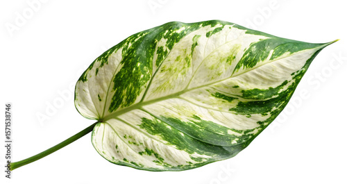 Single variegated philodendron leaf black background