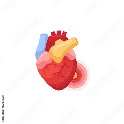 Heart shows detailed vessels for educational focus. highlights human cardiovascular system components.