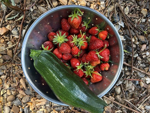 Close up of delicious ripe Strawberry and zucchini courgette the fruit and vegetable in metal bowl on garden gravel path ground harvest allotment fruit raised bed in Summer day light flat lay view 