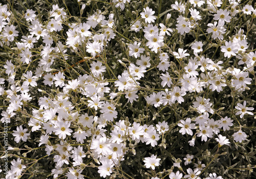 Сerastium biebersteinii