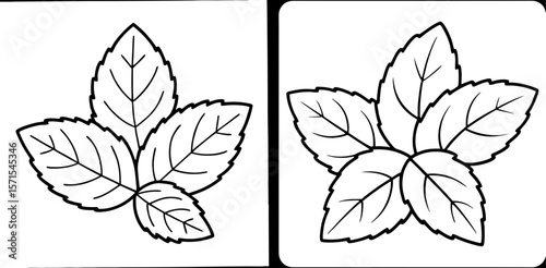 Mint Leaves Coloring Book Page – Outline Line Art Herbal Plant Illustration for Kids and Adults