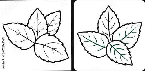 Mint Leaves Coloring Book Page – Outline Line Art Herbal Plant Illustration for Kids and Adults
