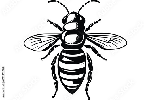 bee on white background
