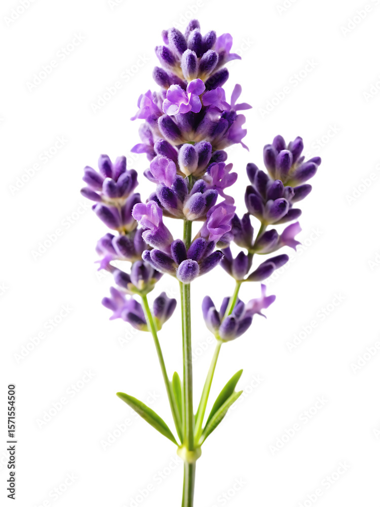 Obraz premium lavender flower isolated on white background,png,ai generated.