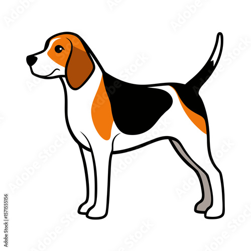 beagle on white background