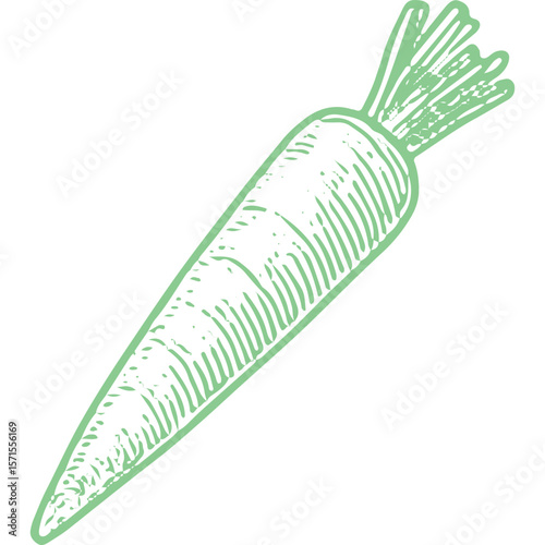 Fresh Organic Carrot: Crunchy Root Vegetable