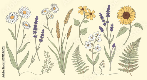 Botanical Illustration with Daisies Lavender Wheat Sunflower Fern and Yellow Flowers.