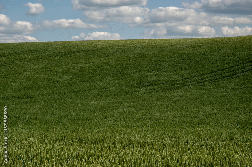 Obraz premium Expansive green wheat field stretches across the landscape, illuminated by sunlight beneath a blue sky with clouds